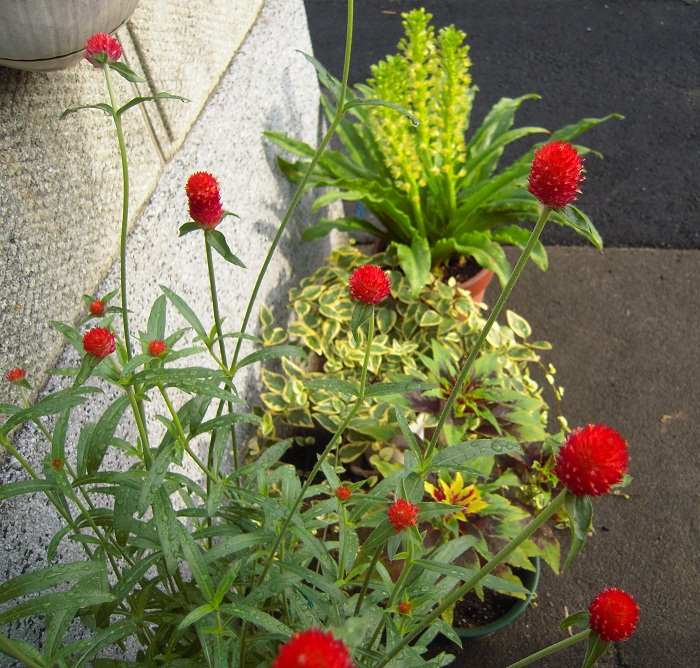 DSCN7649.JPG