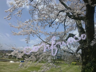 sakura 2015 to fuji.jpg