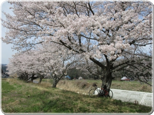 2713古木の桜_2713.jpg