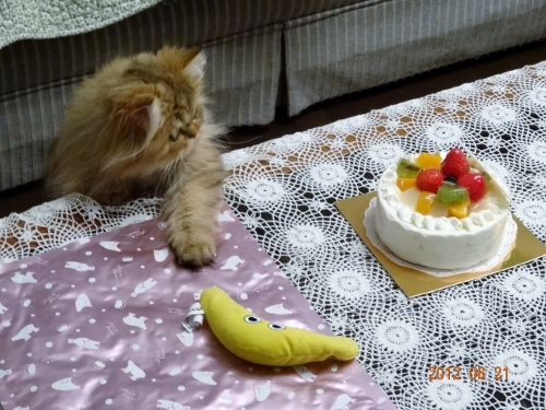 20120621 ケーキとおもちゃ (500x375).jpg