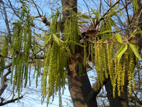 クヌギとコナラの花 雄花序 4月のウォーキングコースの植物 しろうと自然科学者の自然観察日記 楽天ブログ