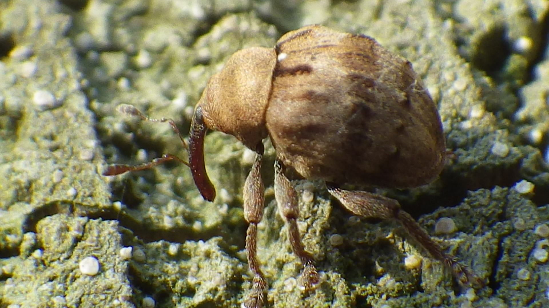 ミスジマルゾウムシ