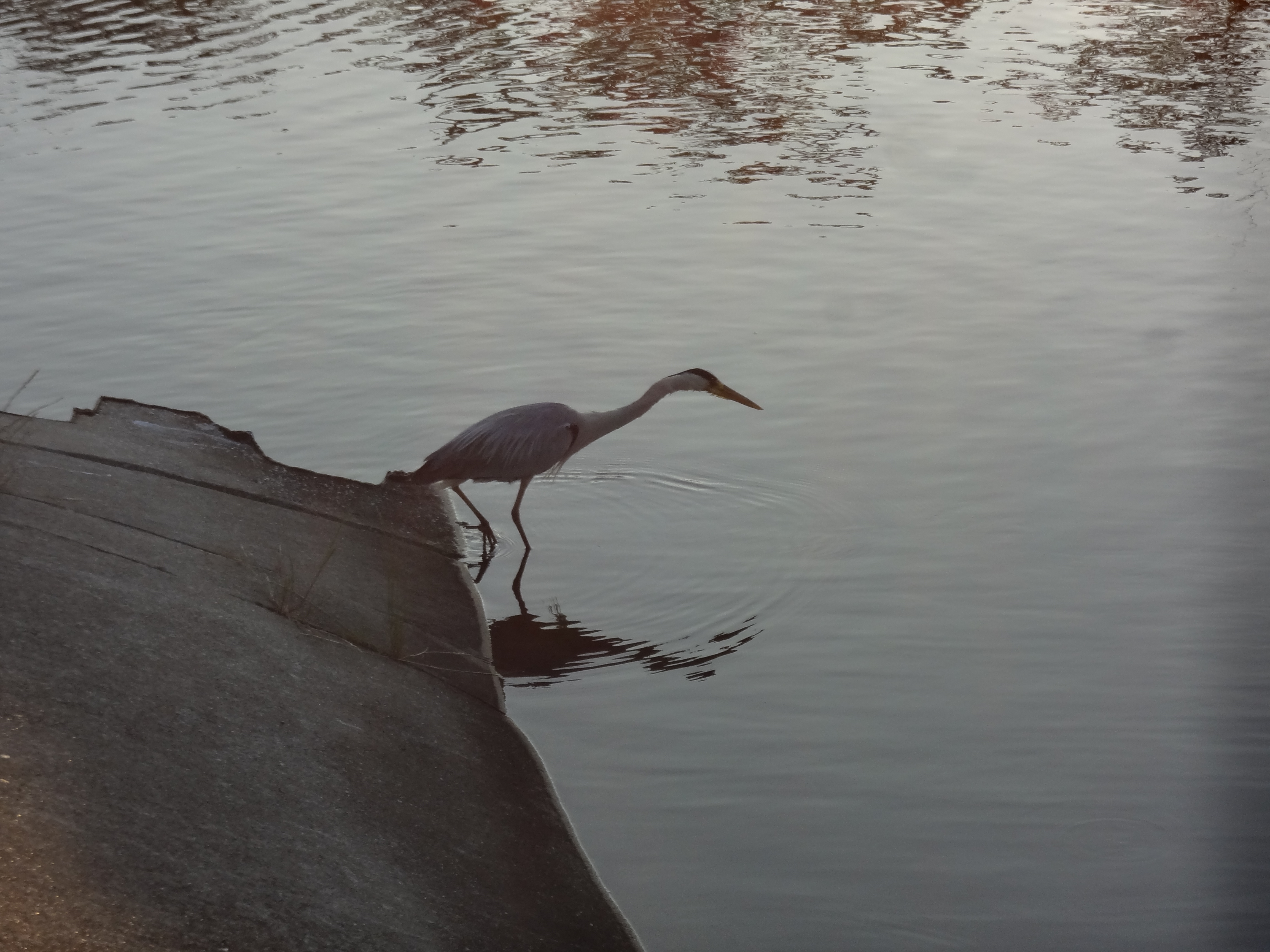 アオサギのてっちゃん食事風景
