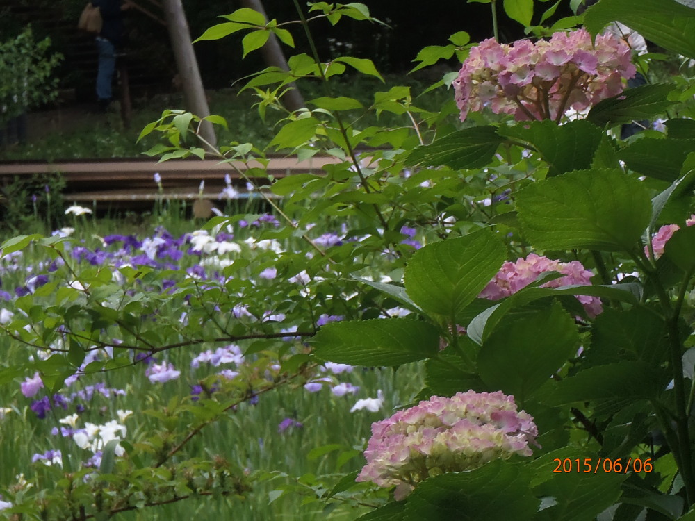 P6060027c20150606.jpg