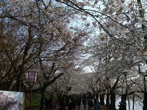 C:\fakepath\130509桜のトンネル.jpg