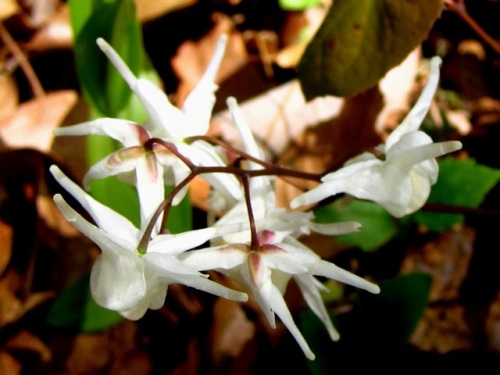 イカリソウの花 イカリソウの花言葉 旅立ち 人生の出発 は 船の碇を引き上げたような花の姿から船出をあらわすものだそうです 昭和記念公園での自然観察 その7 しろうと自然科学者の自然観察日記 楽天ブログ