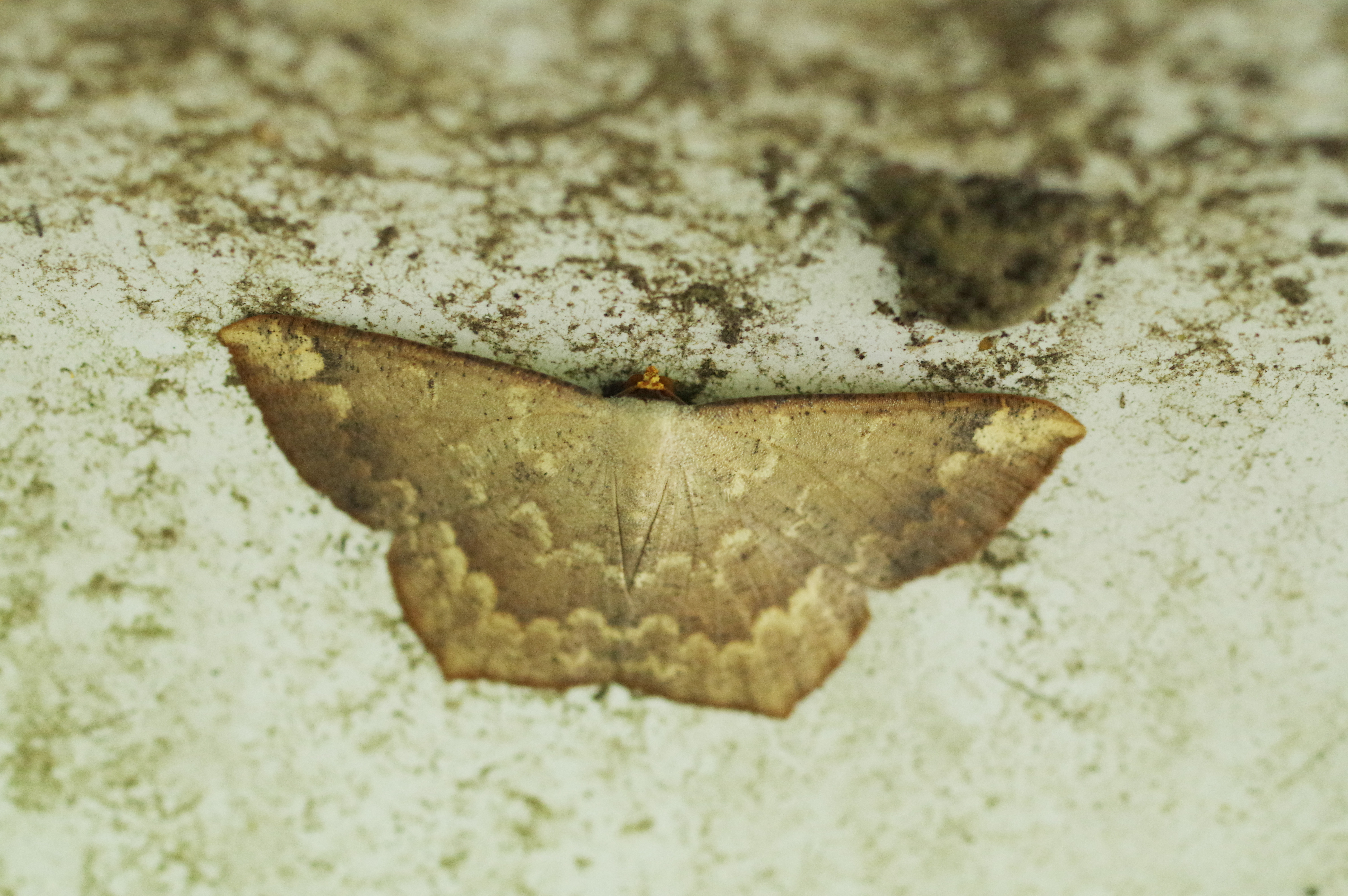 ヤマトエダシャク