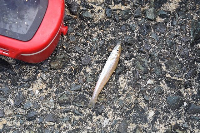 showPhoto (640×426)