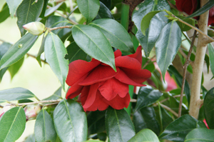 DSC04427.jpg