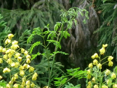 ジャケツイバラの花 初夏 5月下旬 の高尾山での自然観察 その7 しろうと自然科学者の自然観察日記 楽天ブログ