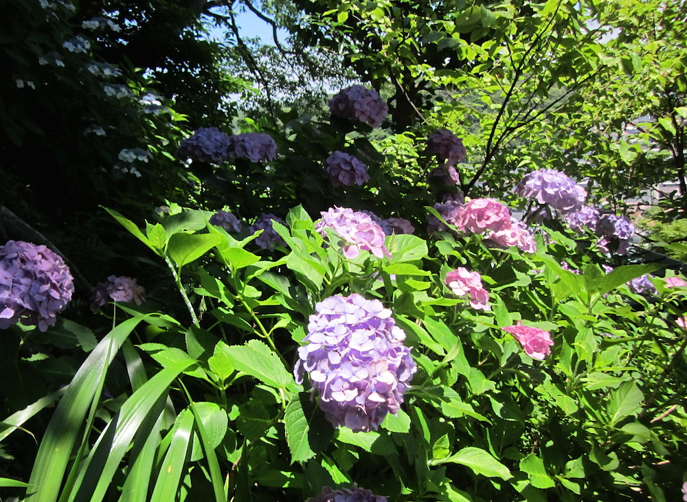 2016kamakura014.JPG