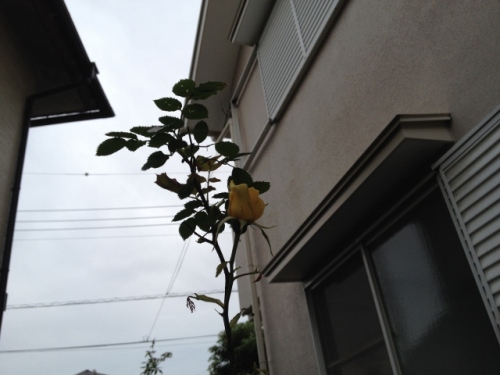 IMG_9197 (640x480).jpg