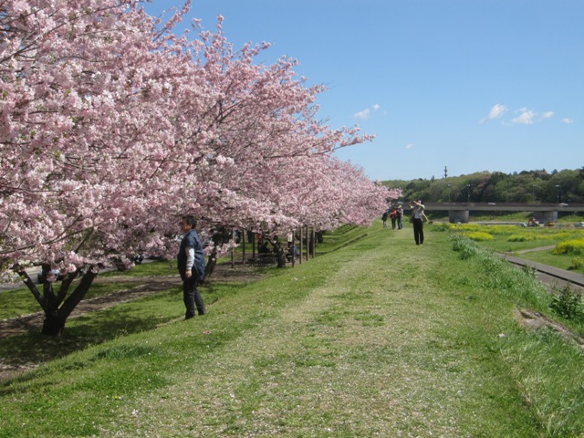 思川桜5.jpg