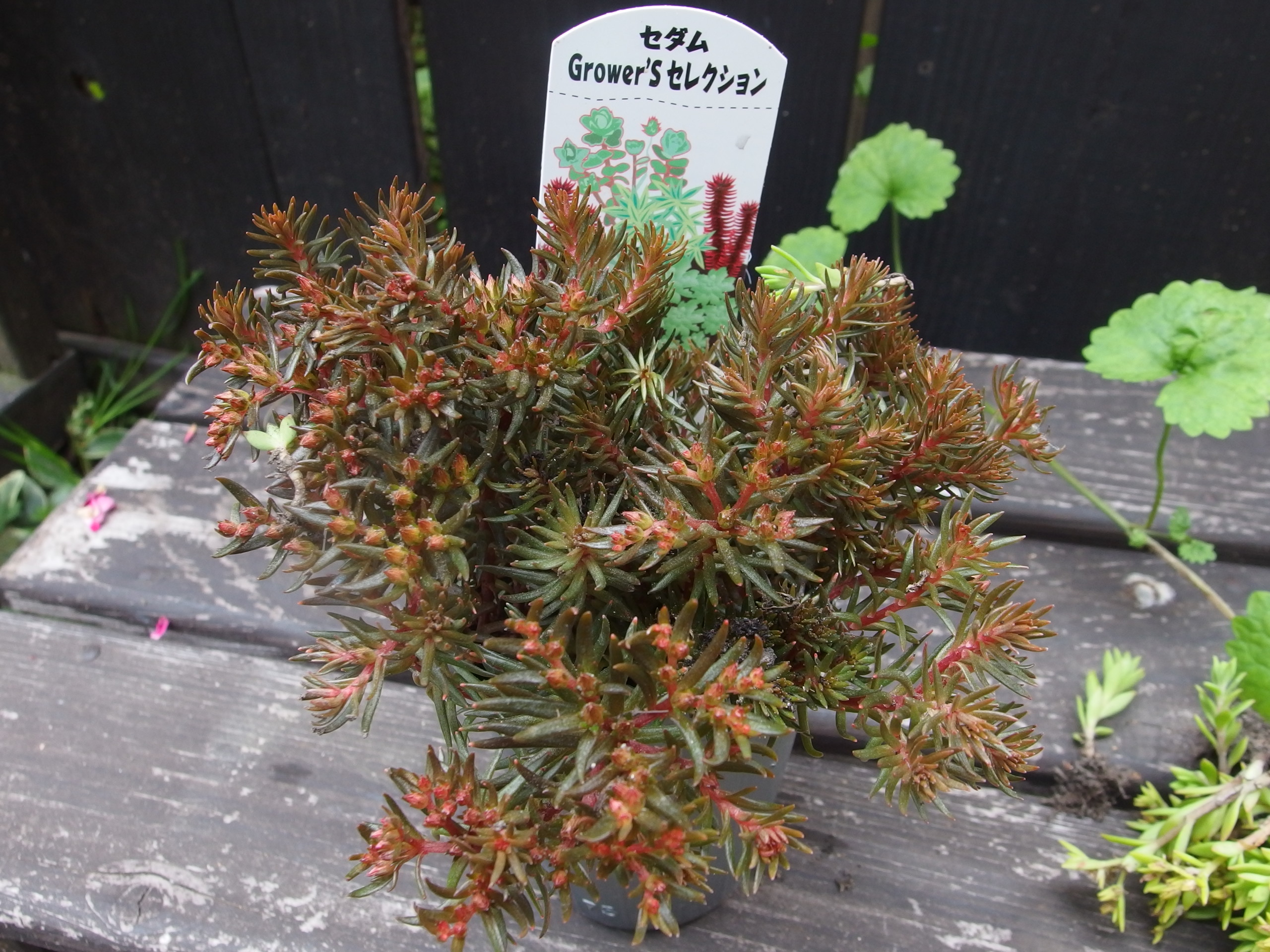 2015-06-10 16.10.16.jpg