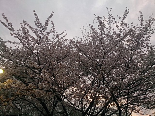 20150406  DSC_0001.jpg