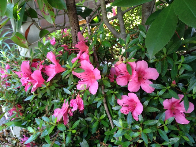 IMG_9291 (640x480).jpg