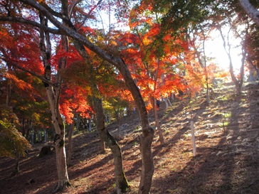 紅葉.jpg