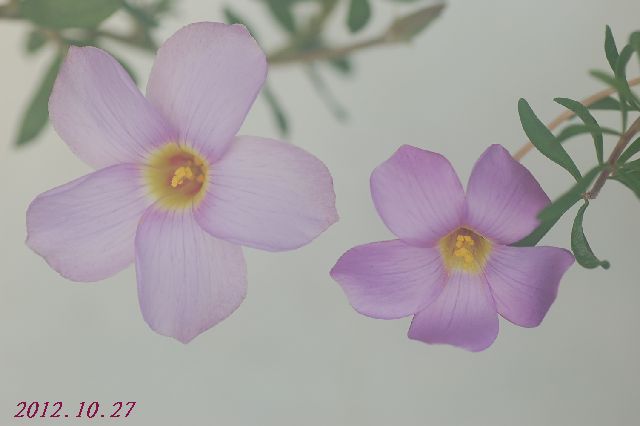 DSC_4312.JPG