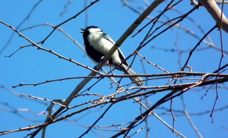 シジュウカラ 17.jpg