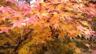 赤黄紅葉の枝20130001.jpg
