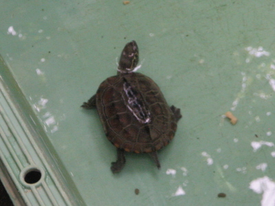 亀.JPG