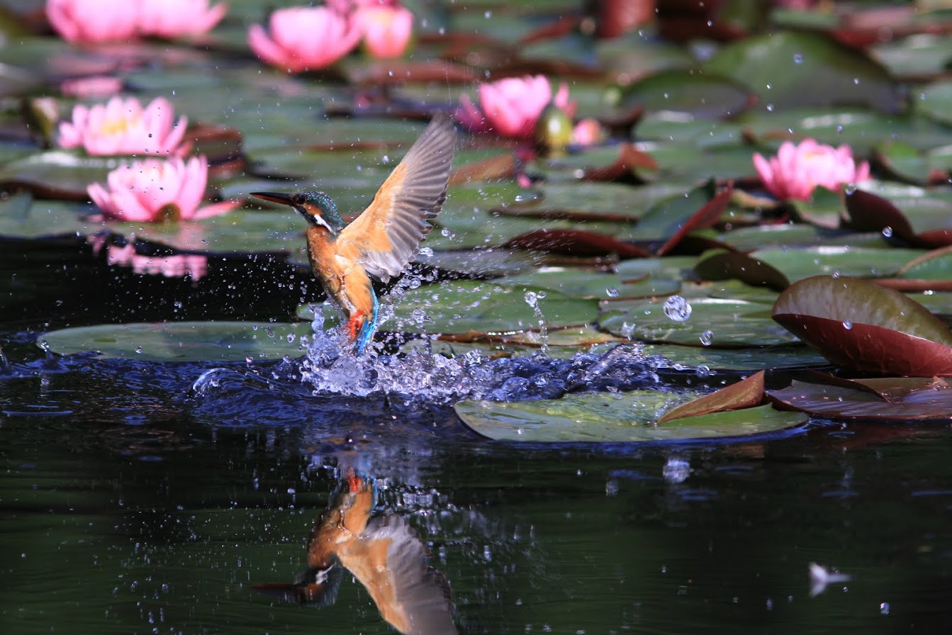 IMG_37852011カワセミ.JPG