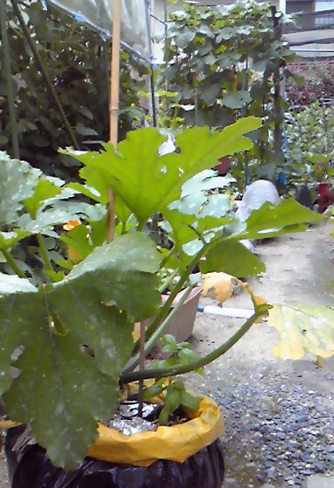 201207071645001.jpg