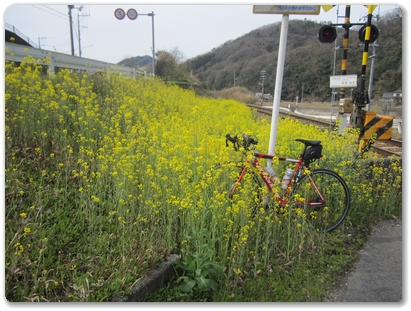 1854芸備線沿いの菜の花_1854.jpg
