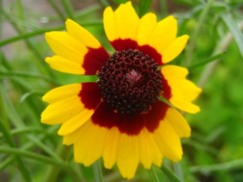 ハルシャギクの花 花の中心が濃紅色で周辺は黄色の蛇の目模様なので 別名は ジャノメソウ 蛇目草 です 新潟市北区での自然観察 その11 最終回 しろうと自然科学者の自然観察日記 楽天ブログ