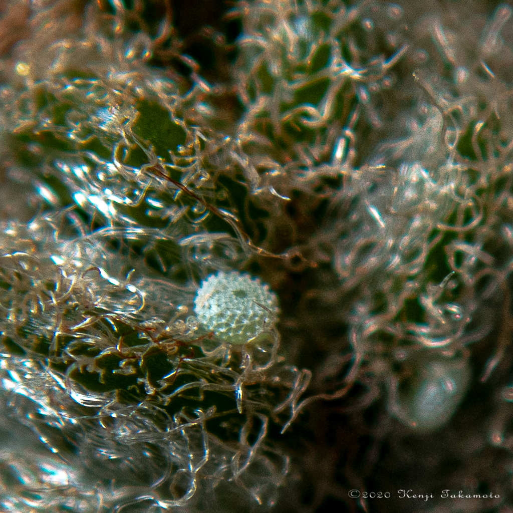 クロマダラソテツシジミ（卵）