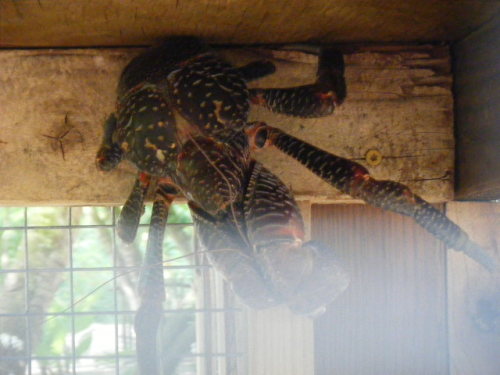 グアム旅行 リナラカルチャーパーク ヤシガニ.JPG