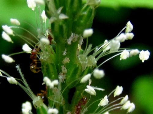 オオバコの花 夏 8月下旬 の高尾山での自然観察 その2 しろうと自然科学者の自然観察日記 楽天ブログ