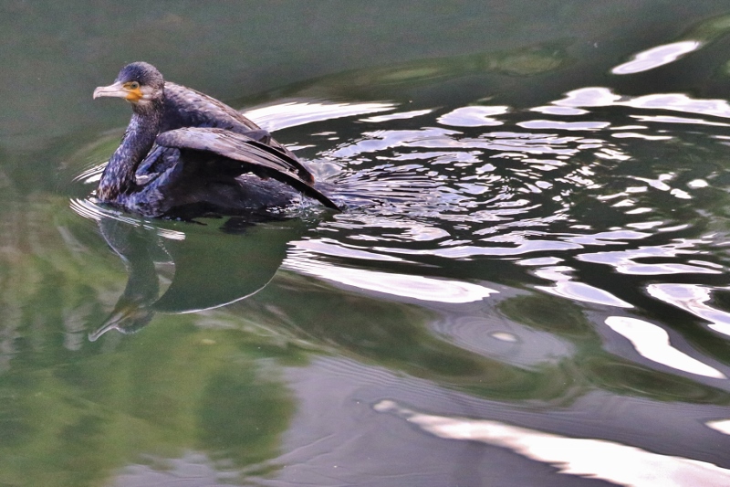 P95A0213 (800x533).jpg