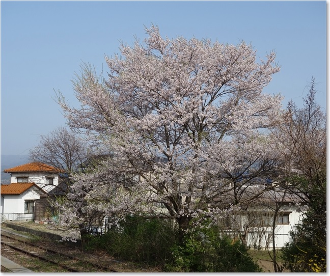 61駅横の桜