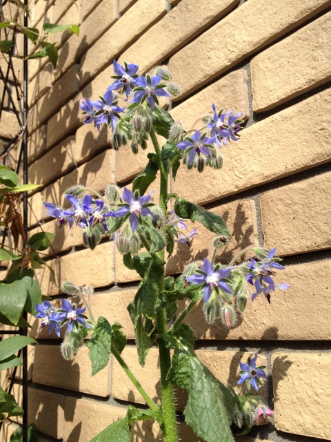 IMG_9294 (480x640).jpg