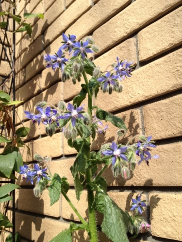 IMG_9294 (480x640).jpg