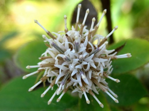 オケラの花 気仙沼大島での秋の植物観察 その10 しろうと自然科学者の自然観察日記 楽天ブログ