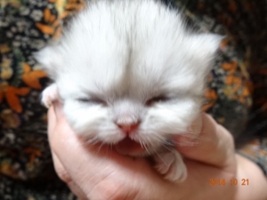 DSC04396 (300x225).jpg