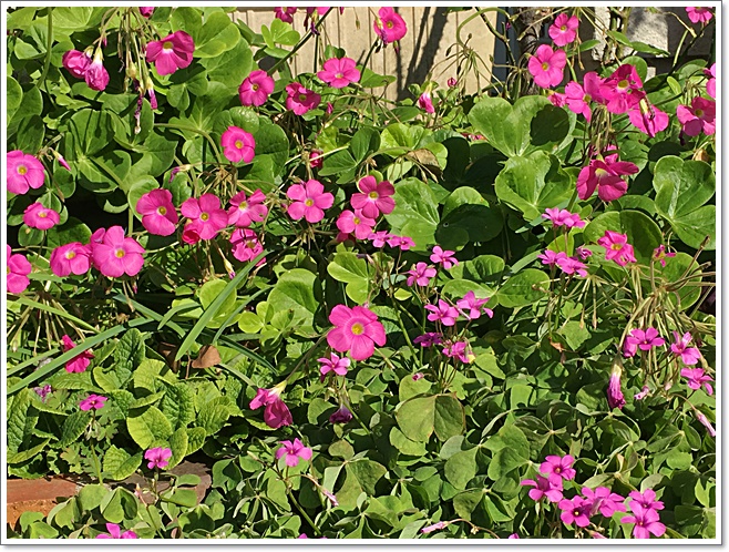 芋カタバミとボウィ_0195.JPG