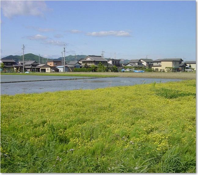 09黄色いフィールド