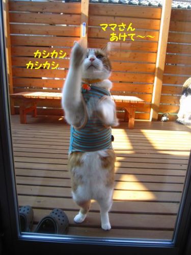 猫５.jpg