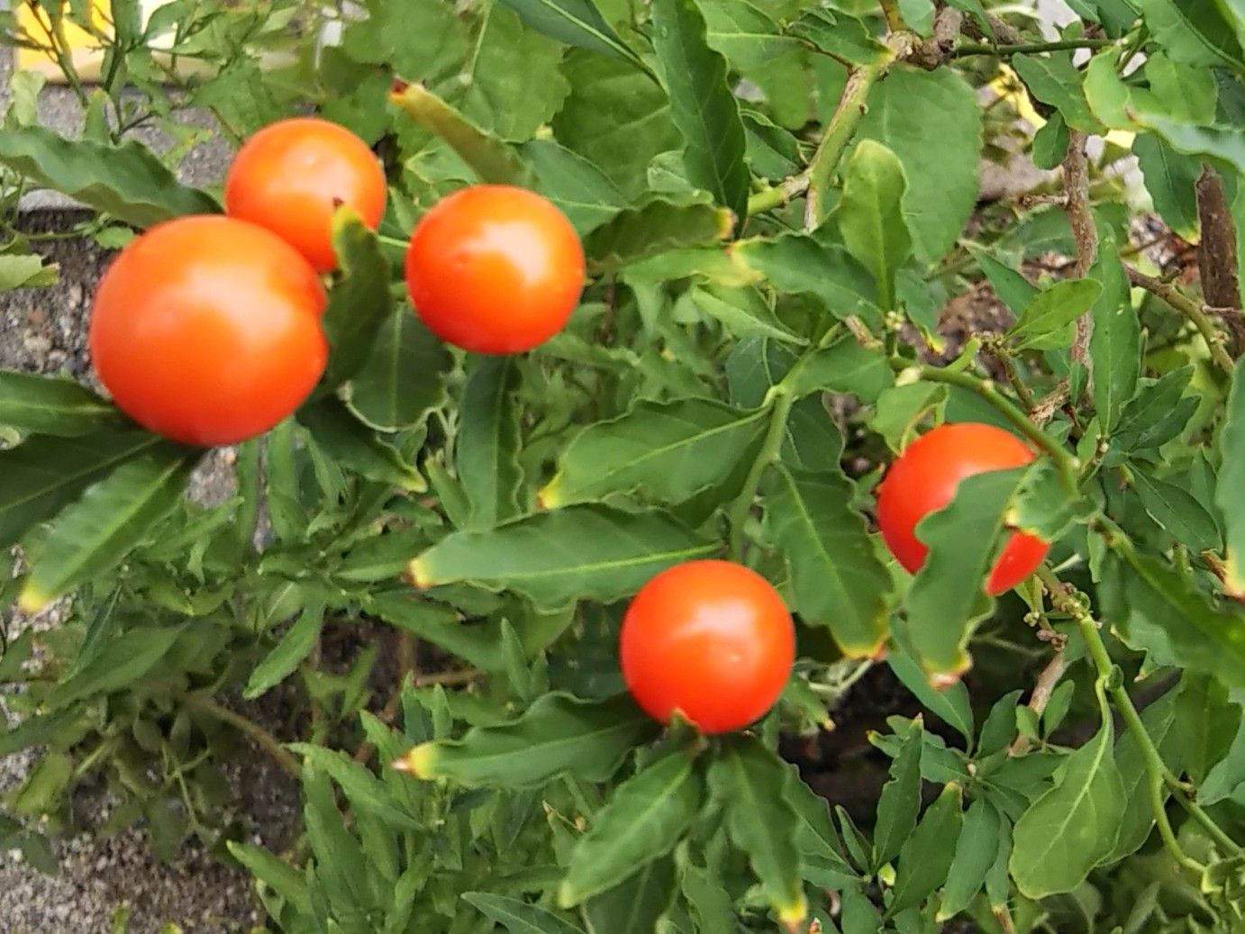 何の実か分からない…2018