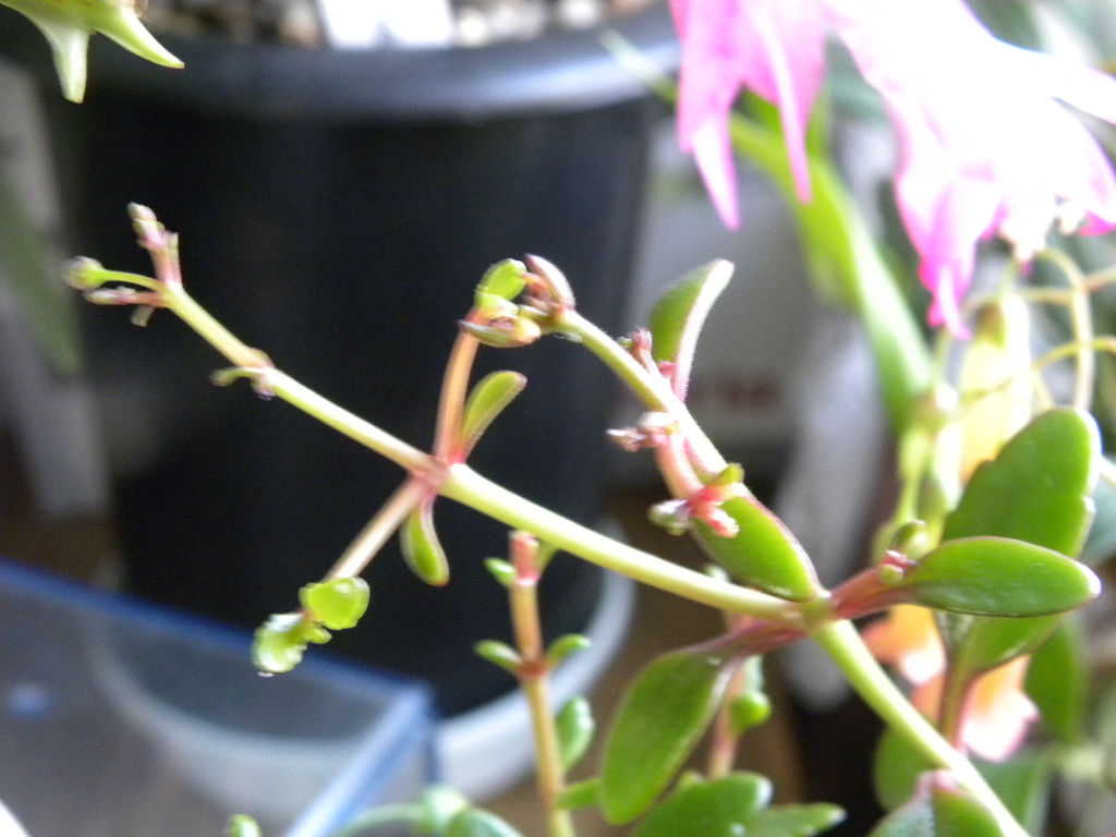 DSCN5482.JPG