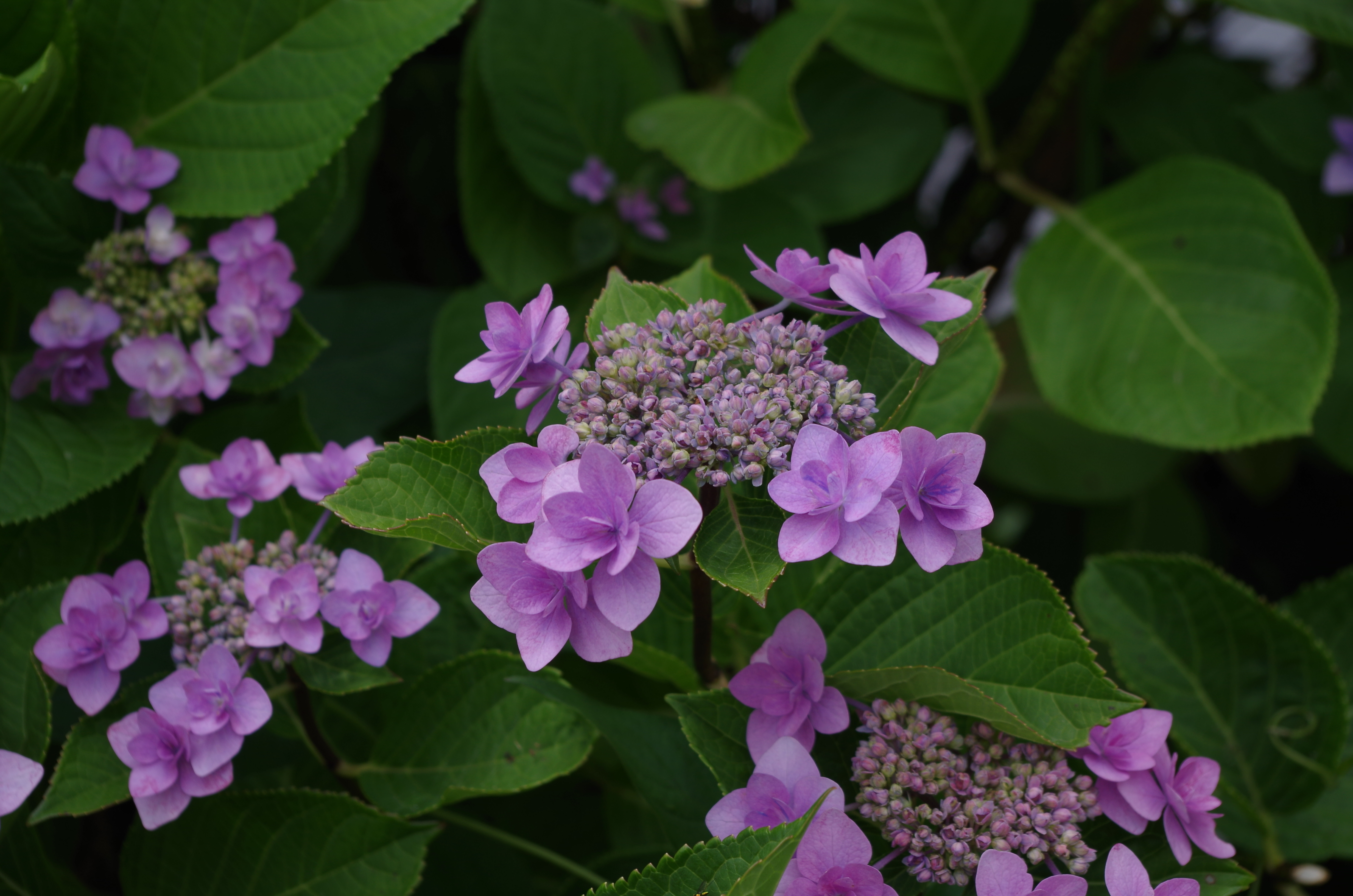 IMGP0031.JPG