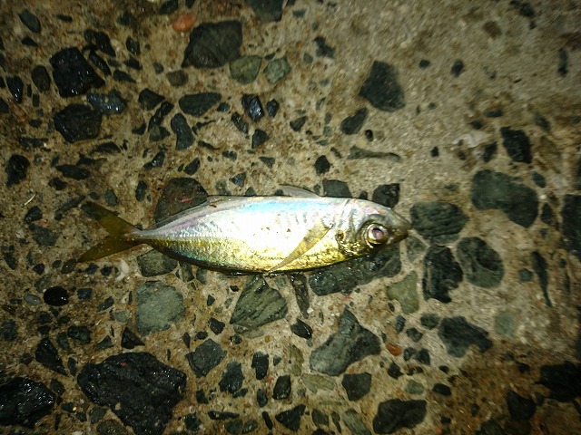 showPhoto (640×480)