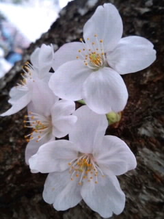 幹の桜_4月3日