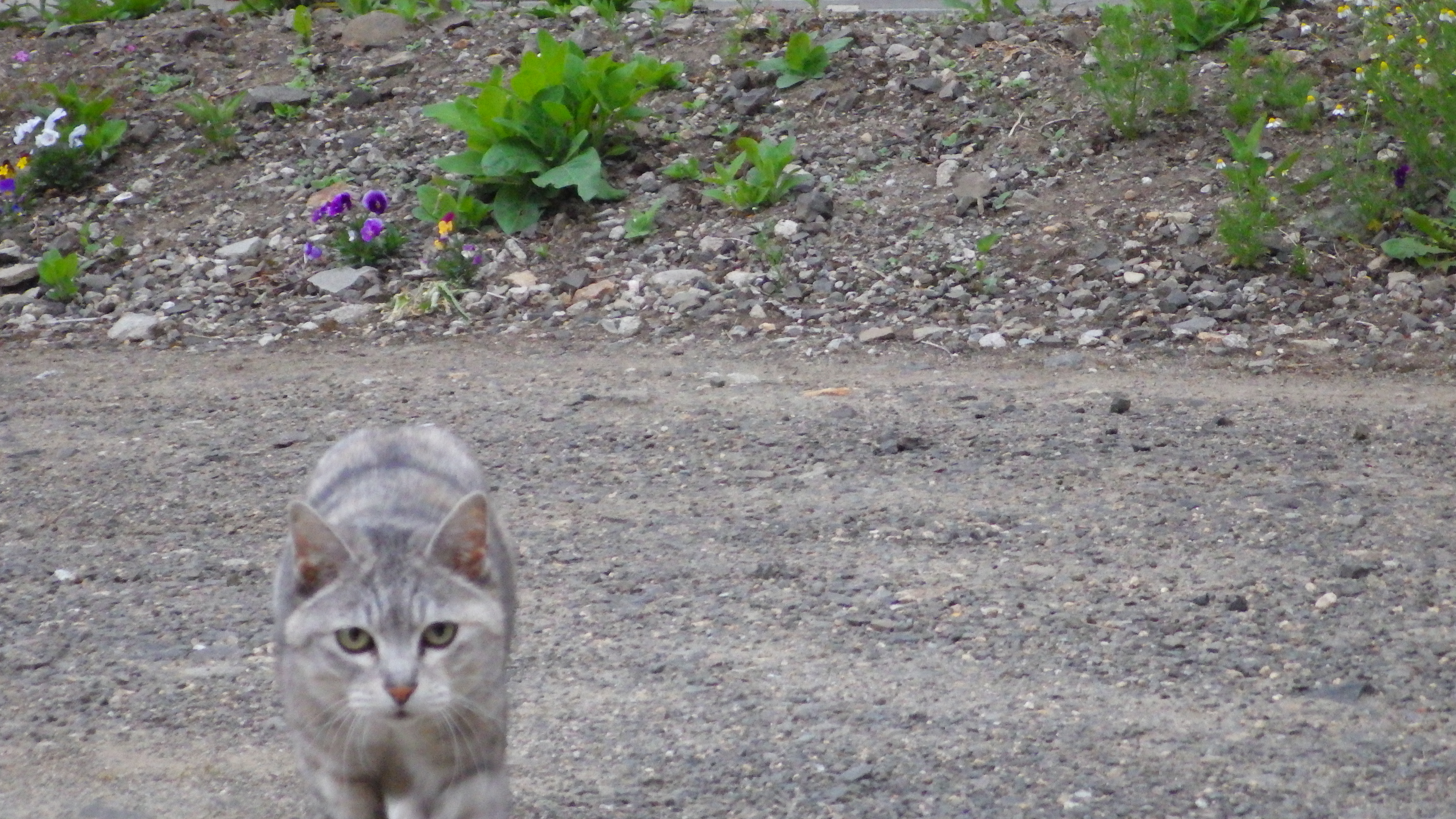 IMGP0627.JPG