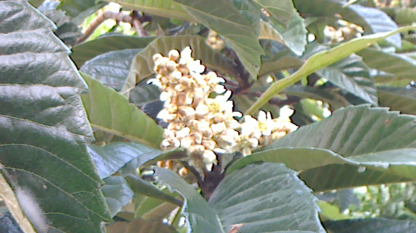 NEC_0178.JPG