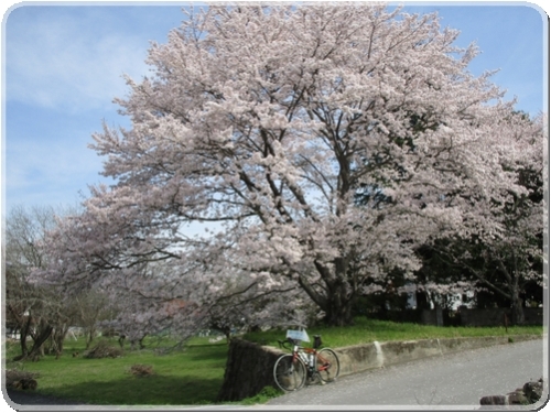 2697古木の桜_2697.jpg