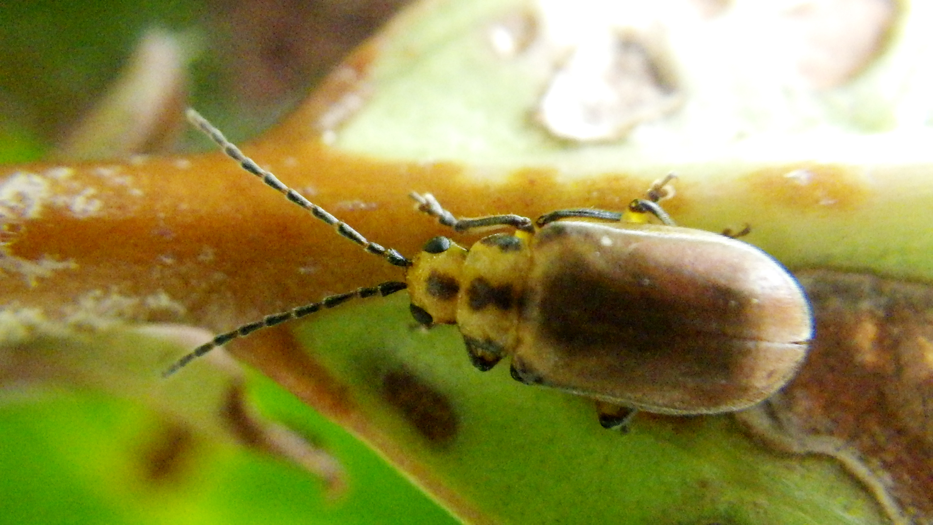 サンゴジュハムシ